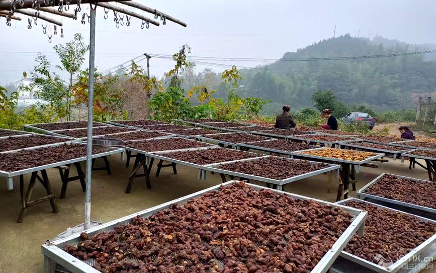 九蒸九制中的黃精晾曬 張玉靜 攝