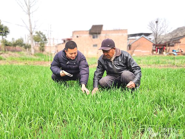 盧氏:深入田間地頭護航麥苗起身關鍵期”